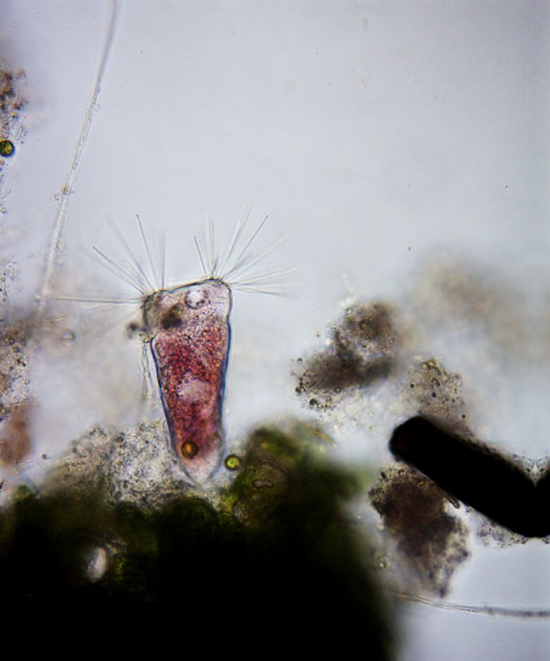 Tokophrya infusionum